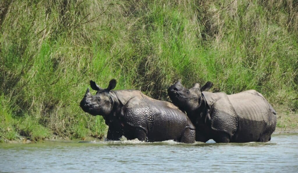 one-horned-rhinos-seen-during-bardia-jungle-safari-tour-1024x594